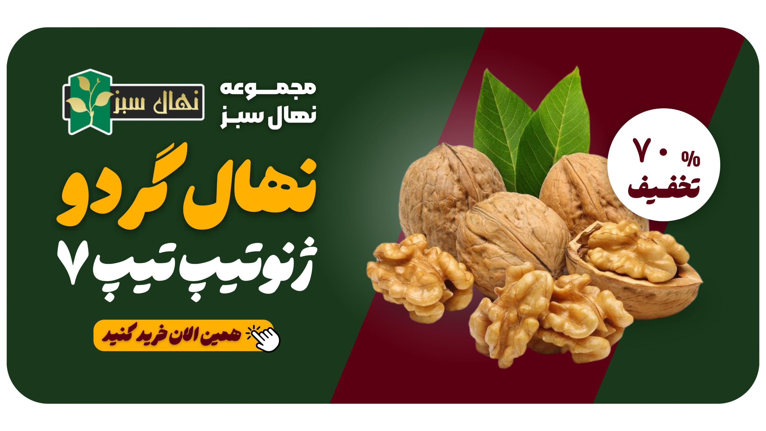 نهال گردو نهال بای